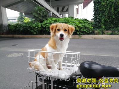 上海丢狗，上海市徐汇区《有偿寻狗》——“串串犬”，它是一只非常可爱的宠物狗狗，希望它早日回家，不要变成流浪狗。