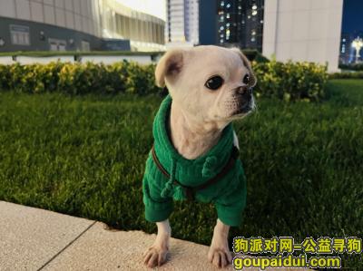 昆明寻狗网，云南省昆明市官渡区《有偿寻狗》，它是一只非常可爱的宠物狗狗，希望它早日回家，不要变成流浪狗。