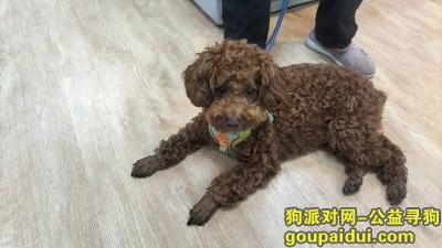 捡到泰迪，河南省郑州市荥阳市《有偿寻狗》——“泰迪犬”，它是一只非常可爱的宠物狗狗，希望它早日回家，不要变成流浪狗。