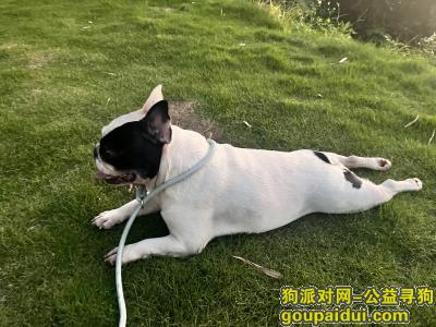 柳州寻狗启示，广西壮族自治区柳州市鱼峰区《有偿寻狗》——“法斗”，它是一只非常可爱的宠物狗狗，希望它早日回家，不要变成流浪狗。