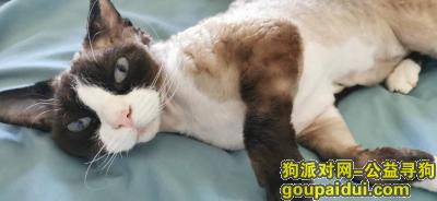 三亚寻狗启示，海南省三亚市天涯区《万元寻猫》——“德文公猫”，它是一只非常可爱的宠物狗狗，希望它早日回家，不要变成流浪狗。