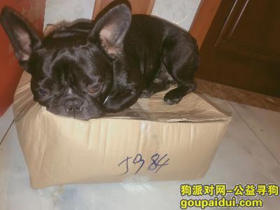寻找法斗，江苏省常州市武进区《有偿寻狗》——“黑色/法斗”，它是一只非常可爱的宠物狗狗，希望它早日回家，不要变成流浪狗。