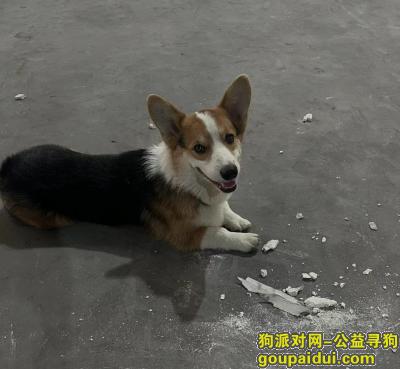 常州寻狗启示，江苏省常州市武进区《有偿寻狗》——“三色柯基”，它是一只非常可爱的宠物狗狗，希望它早日回家，不要变成流浪狗。