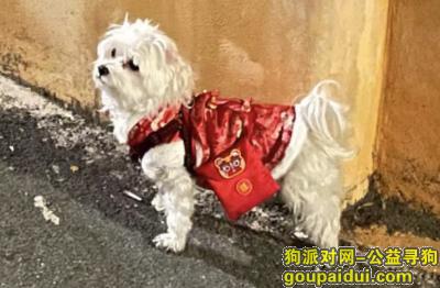 寻找马尔济斯犬，甘肃省平凉市泾川县《万元寻狗》——“马尔济斯犬”，它是一只非常可爱的宠物狗狗，希望它早日回家，不要变成流浪狗。