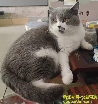 【佛山找狗】，广东省佛山市三水区《有偿寻猫》——“英短蓝白”，它是一只非常可爱的宠物狗狗，希望它早日回家，不要变成流浪狗。