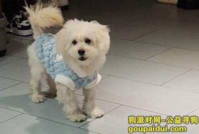 重庆寻狗网，重庆市渝北区《有偿寻狗》——“泰迪比熊串”，它是一只非常可爱的宠物狗狗，希望它早日回家，不要变成流浪狗。