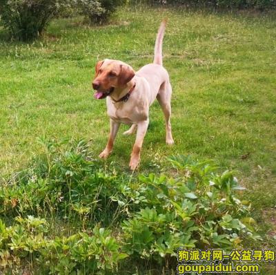 寻找拉布拉多犬，山西省太原市晋源区《有偿寻狗》——3000寻“黄色/拉布拉多犬”，它是一只非常可爱的宠物狗狗，希望它早日回家，不要变成流浪狗。