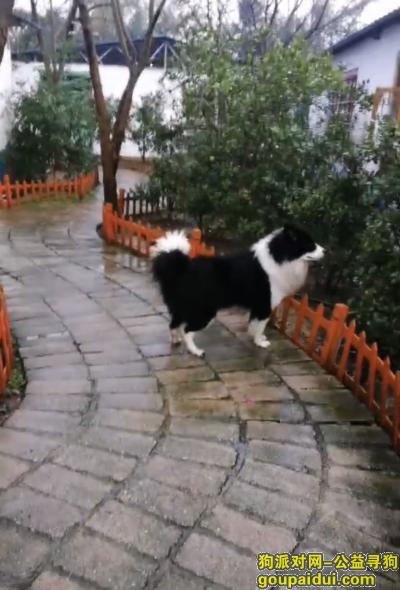 【桂林找狗】，广西壮族自治区桂林市七星区《有偿寻狗》——2000寻“黑白边牧”，它是一只非常可爱的宠物狗狗，希望它早日回家，不要变成流浪狗。