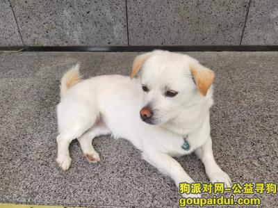 苏州寻狗启示，江苏省苏州市相城区《重金寻狗》——3000寻“串串犬”，它是一只非常可爱的宠物狗狗，希望它早日回家，不要变成流浪狗。