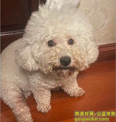 南京找狗，江苏省南京市栖霞区《有偿寻狗》——2000寻“比熊犬”，它是一只非常可爱的宠物狗狗，希望它早日回家，不要变成流浪狗。