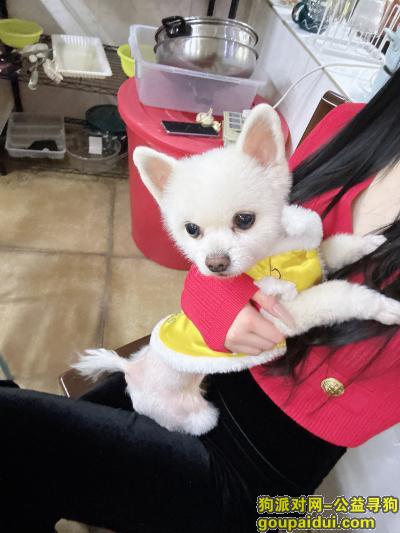 寻找博美，北京市通州区《有偿寻狗》——“博美犬”，它是一只非常可爱的宠物狗狗，希望它早日回家，不要变成流浪狗。