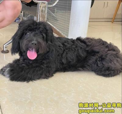 湖南省常德市武陵区《有偿寻狗》——2000寻“黑色/串串犬”，它是一只非常可爱的宠物狗狗，希望它早日回家，不要变成流浪狗。