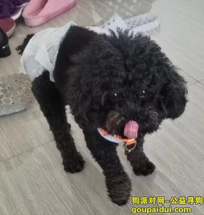 云南省保山市隆阳区《千元寻狗》——“黑色/小泰迪”，它是一只非常可爱的宠物狗狗，希望它早日回家，不要变成流浪狗。