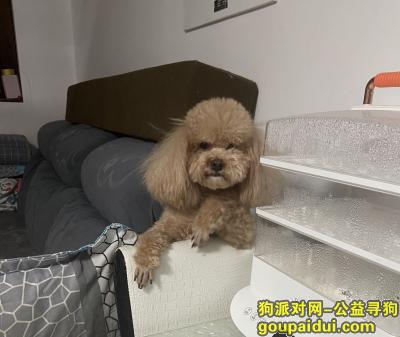 附近免费领养狗，北京市顺义区《有偿寻狗》——3000寻“母泰迪”，它是一只非常可爱的宠物狗狗，希望通过宠物寻找早日回家，不要变成流浪狗。