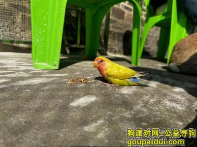 桂林寻狗启示，广西壮族自治区桂林市叠彩区《有偿寻鸟》——“红面澳桂/牡丹鹦鹉”，它是一只非常可爱的宠物狗狗，希望它早日回家，不要变成流浪狗。