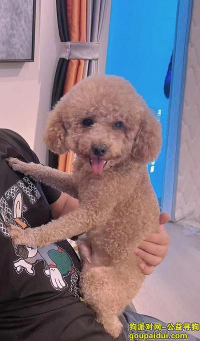 捡到泰迪犬，广东省惠州市惠城区《有偿寻狗》——“泰迪犬”，它是一只非常可爱的宠物狗狗，希望它早日回家，不要变成流浪狗。