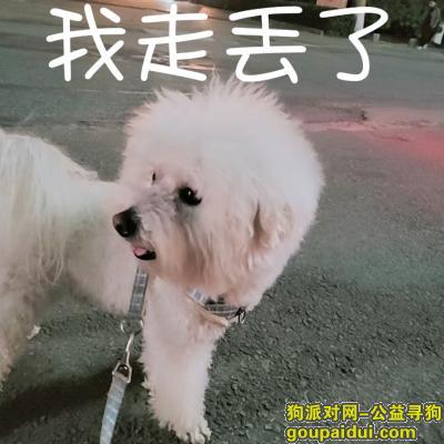 河南省驻马店市驿城区《有偿寻狗》——“白色/比熊”，它是一只非常可爱的宠物狗狗，希望它早日回家，不要变成流浪狗。