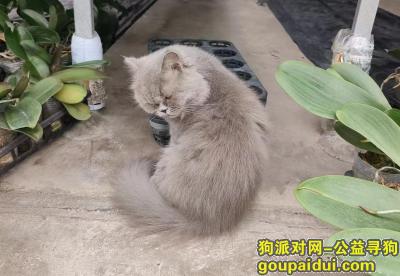 佛山找狗，广东省佛山市南海区《有偿寻猫》——“长毛蓝猫”，它是一只非常可爱的宠物狗狗，希望它早日回家，不要变成流浪狗。