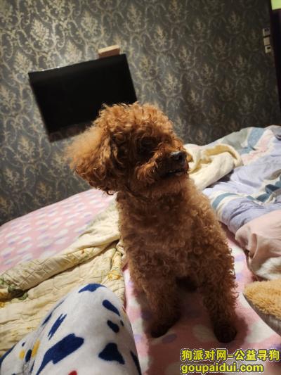找狗，江西省南昌市青山湖区《有偿寻狗》——“泰迪犬”，它是一只非常可爱的宠物狗狗，希望它早日回家，不要变成流浪狗。