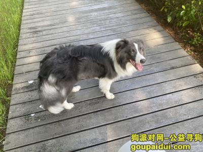 苏州寻狗网，江苏省苏州市常熟市《有偿寻狗》——“边牧”，它是一只非常可爱的宠物狗狗，希望它早日回家，不要变成流浪狗。