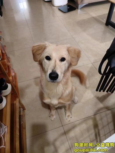 丢失金毛，广西壮族自治区钦州市钦北区《有偿寻狗》——“金毛犬”，它是一只非常可爱的宠物狗狗，希望它早日回家，不要变成流浪狗。
