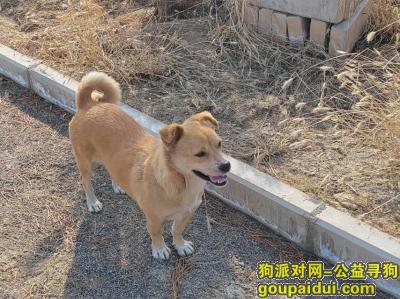阳泉寻狗启示，山西省阳泉市郊区居《有偿寻狗》——1000寻“串串狗”，它是一只非常可爱的宠物狗狗，希望它早日回家，不要变成流浪狗。