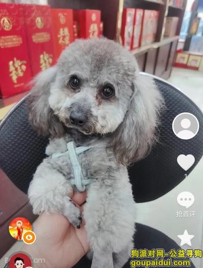 捡到泰迪，江苏省扬州市邗江区《重金寻狗》——“灰泰迪”，它是一只非常可爱的宠物狗狗，希望它早日回家，不要变成流浪狗。