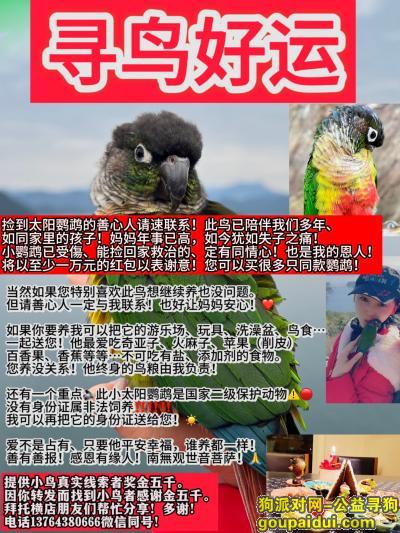 【金华找狗】，浙江省金华市东阳市《万元寻鸟》——“小太阳鹦鹉”，它是一只非常可爱的宠物狗狗，希望它早日回家，不要变成流浪狗。