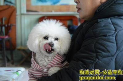 寻狗启示，山东省聊城市临清市《有偿寻狗》——“白色/泰迪”，它是一只非常可爱的宠物狗狗，希望它早日回家，不要变成流浪狗。
