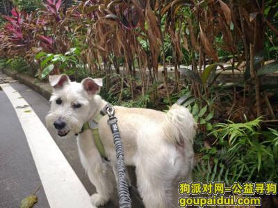 找狗，广东省深圳市南山区《有偿寻狗》——5000寻“乳白色/雪纳瑞”，它是一只非常可爱的宠物狗狗，希望它早日回家，不要变成流浪狗。