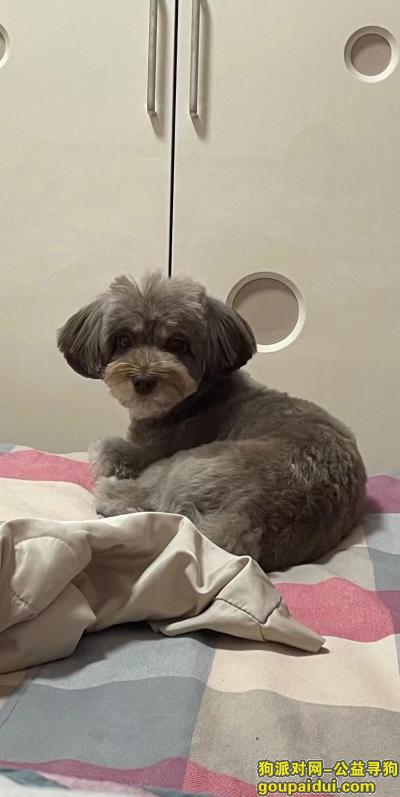 河北省邢台市任泽区《有偿寻狗》——“灰卡色/泰迪”，它是一只非常可爱的宠物狗狗，希望它早日回家，不要变成流浪狗。