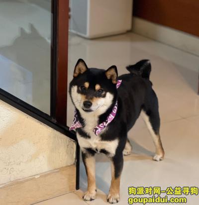 找狗，广东省深圳市宝安区《有偿寻狗》——1500寻“黑柴”，它是一只非常可爱的宠物狗狗，希望它早日回家，不要变成流浪狗。