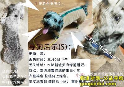 【成都找狗】，四川省成都市新都区《有偿寻狗》——“雪纳瑞串串”，它是一只非常可爱的宠物狗狗，希望它早日回家，不要变成流浪狗。