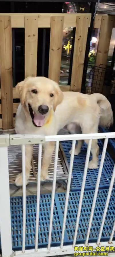 寻找金毛，广东省惠州市惠阳区《有偿寻狗》——3000寻“金毛犬”，它是一只非常可爱的宠物狗狗，希望它早日回家，不要变成流浪狗。