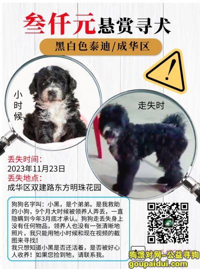 丢失泰迪，四川省成都市成华区《有偿寻狗》——3000寻“黑白色/泰迪串”，它是一只非常可爱的宠物狗狗，希望它早日回家，不要变成流浪狗。