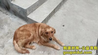 丢失金毛，河南省洛阳市偃师区《有偿寻狗》——1000寻“金毛犬”，它是一只非常可爱的宠物狗狗，希望它早日回家，不要变成流浪狗。