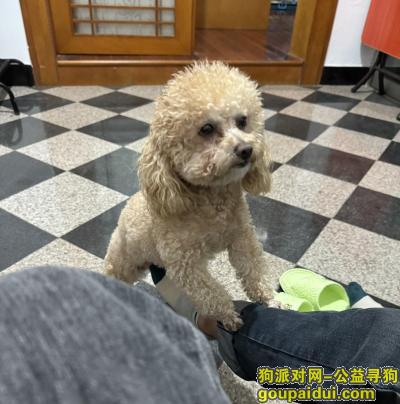 丢失泰迪犬，福建省莆田市城厢区《有偿寻狗》——1000寻“泰迪犬”，它是一只非常可爱的宠物狗狗，希望它早日回家，不要变成流浪狗。