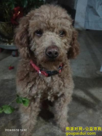 2024326武汉东西湖区寻泰迪，它是一只非常可爱的宠物狗狗，希望它早日回家，不要变成流浪狗。