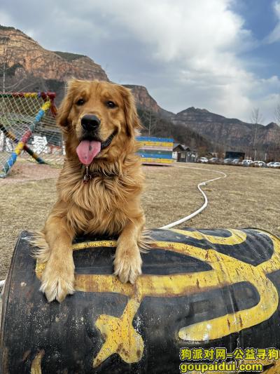 寻找金毛，河北省邯郸市广平县《有偿寻狗》——“金毛犬”，它是一只非常可爱的宠物狗狗，希望它早日回家，不要变成流浪狗。
